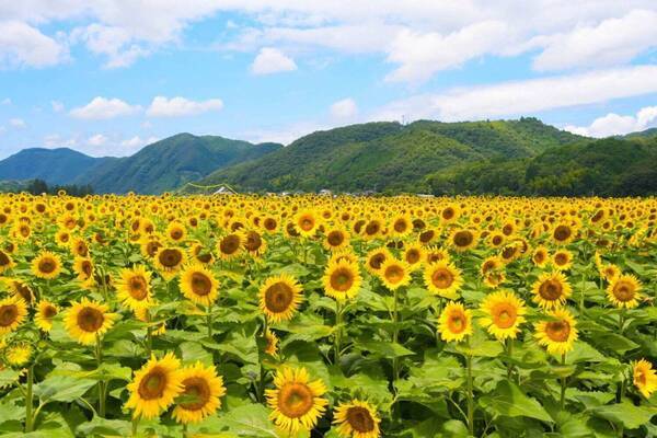 兵庫・佐用町で「佐用町南光ひまわり祭り」関西最大級、約70万本のひまわりが一面を黄色に染める