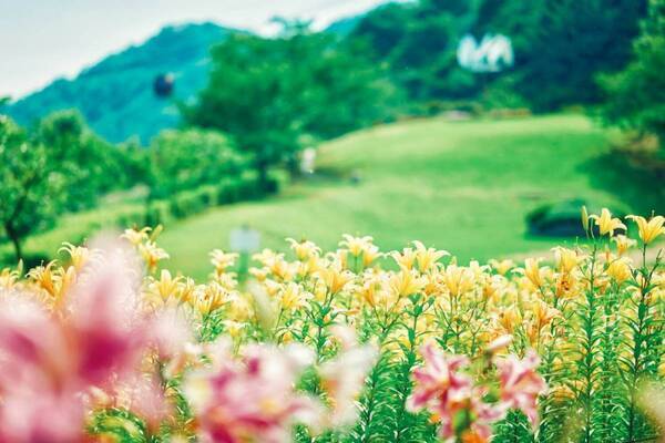 神戸布引ハーブ園“ユリ”が見頃に、約1万球・5万輪のユリが織りなすピンク＆黄色の絨毯