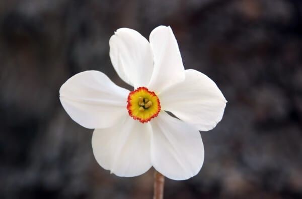 水仙 スイセン の花言葉 ギリシャ神話が関係する花の意味を解説 19年6月27日 ウーマンエキサイト 7 8
