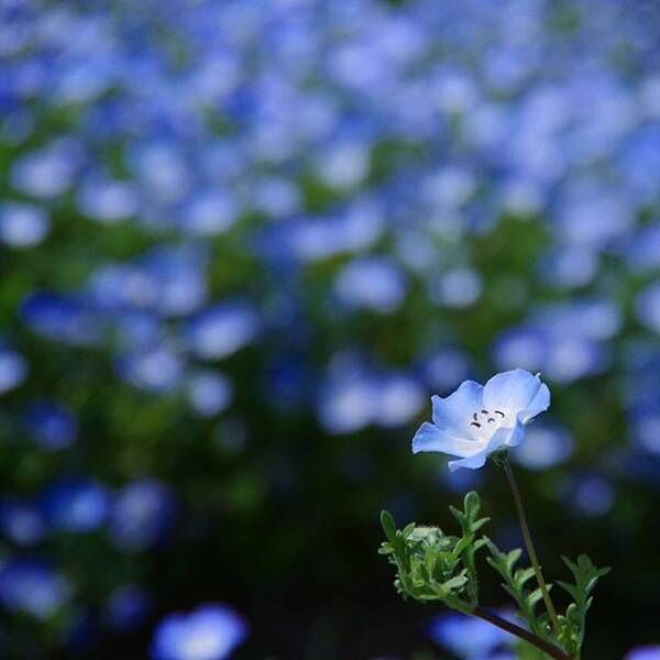 ネモフィラの花言葉 小さな青い花に込められた素敵な意味を解説 19年6月30日 ウーマンエキサイト 3 7