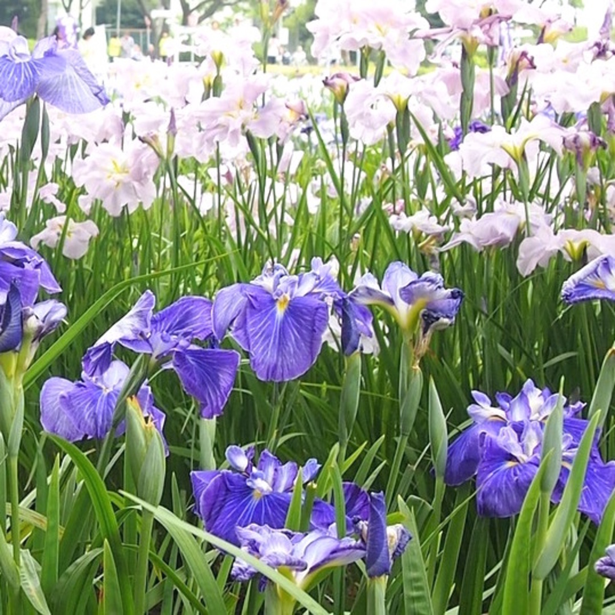 あやめの花言葉 ガーデニング初心者でも育てやすい馴染みの花の意味と由来を解説 19年6月24日 ウーマンエキサイト 1 7