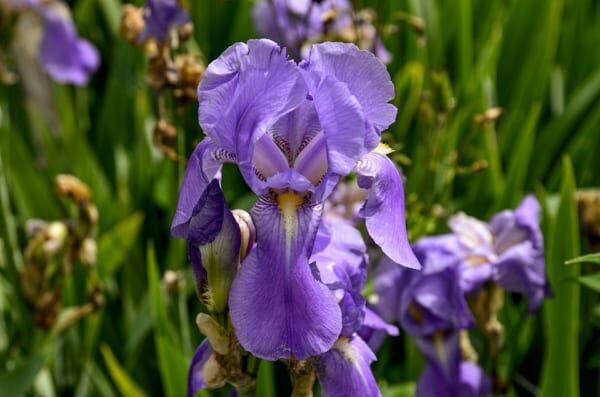 あやめの花言葉 ガーデニング初心者でも育てやすい馴染みの花の意味と由来を解説 19年6月24日 ウーマンエキサイト 1 7