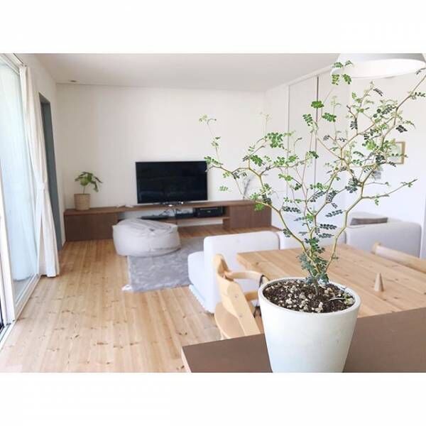 観葉植物とフェイクグリーンはどちらがいい 魅力やおすすめコーディネート特集 19年12月7日 ウーマンエキサイト 1 5