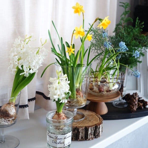 連載 100均 春のおしゃれなボタニカル生活 球根植物のステキな飾り方 年2月22日 ウーマンエキサイト 1 4