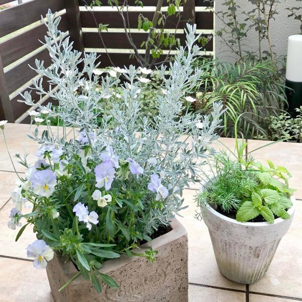 ハーブのある心地よい暮らし お庭やベランダで育てるコツ 活用アイディア集 年7月18日 ウーマンエキサイト 2 5