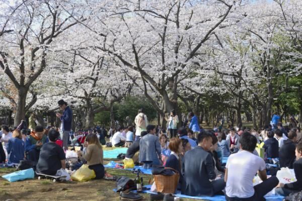 Sakura picnic