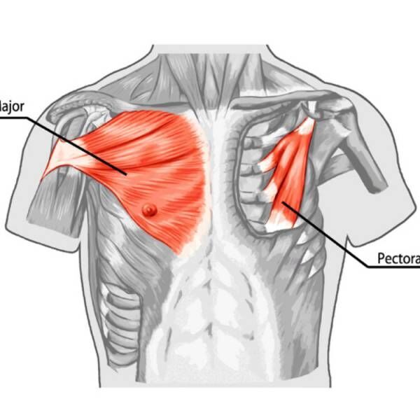 胸の筋肉