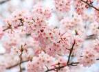 今だけ限定の桜の香り＆桜ピンク色で春先取りコスメ10選！