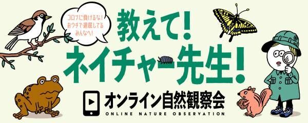 【5/24】オンライン自然観察会「教えて！ネイチャー先生！」第３回「夜の田んぼを探検！カエル合唱団を生中継」配信