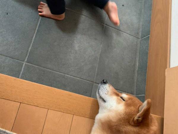 幼い弟の面倒をみていた柴犬　本音がダダ漏れな『２枚』を、ご覧ください