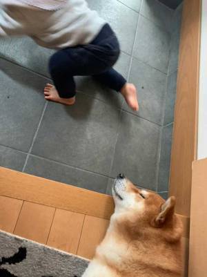 幼い弟の面倒をみていた柴犬　本音がダダ漏れな『２枚』を、ご覧ください