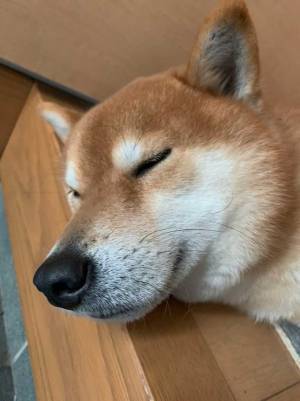 幼い弟の面倒をみていた柴犬　本音がダダ漏れな『２枚』を、ご覧ください