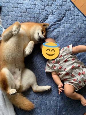 幼い弟の面倒をみていた柴犬　本音がダダ漏れな『２枚』を、ご覧ください