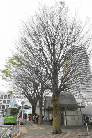 「あんまりだ」「悲しすぎる」　感染症流行のため、志村けんへの献花が自粛要請される