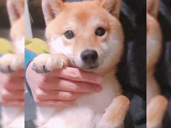 「伸びてないよ…？」　愛らしい表情で爪切りを嫌がる柴犬に、１３万人が悶絶！