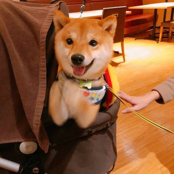 「伸びてないよ…？」　愛らしい表情で爪切りを嫌がる柴犬に、１３万人が悶絶！