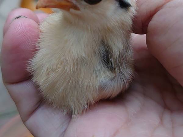 １羽だけ、違う…　美しすぎるヒヨコに驚きの声　「目力すごい」