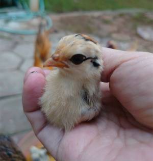 １羽だけ、違う…　美しすぎるヒヨコに驚きの声　「目力すごい」