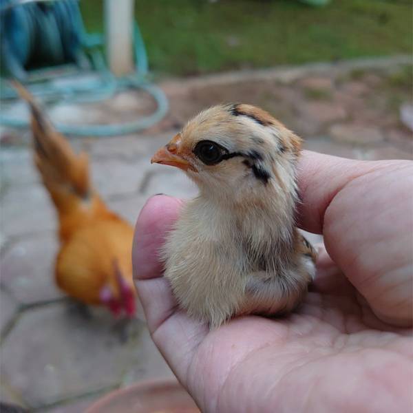 １羽だけ、違う…　美しすぎるヒヨコに驚きの声　「目力すごい」