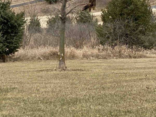 家の中に愛猫の姿が見えない　窓の外を見てみると？　「嘘だろ…」