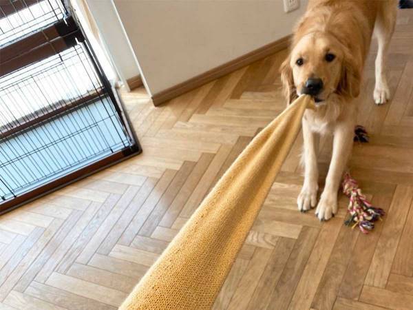 遊んでほしがる犬を無視していると…　飼い主が迎えた『オチ』に、爆笑