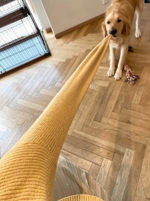 遊んでほしがる犬を無視していると…　飼い主が迎えた『オチ』に、爆笑