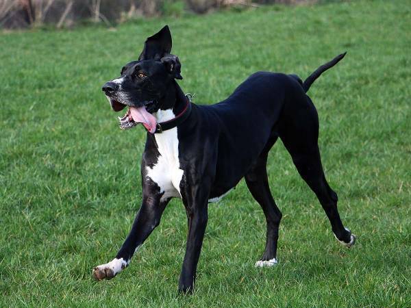 それは反則だろ…　フェンスの向こうから現れた犬を見て、人々が爆笑した理由は