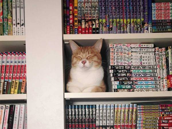 そこにいたんかい…！　行方不明になった猫の『行動』に、１１万人が爆笑