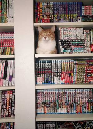 そこにいたんかい…！　行方不明になった猫の『行動』に、１１万人が爆笑