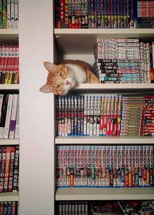 そこにいたんかい…！　行方不明になった猫の『行動』に、１１万人が爆笑