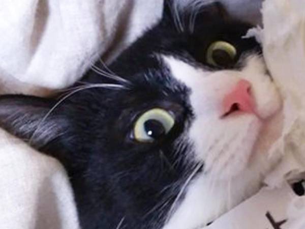 「いくら猫でもね、許されませんよ！」　猫が破壊した『大事なもの』とは？