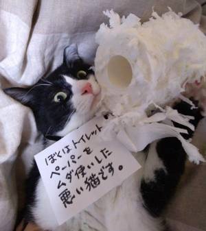 「いくら猫でもね、許されませんよ！」　猫が破壊した『大事なもの』とは？