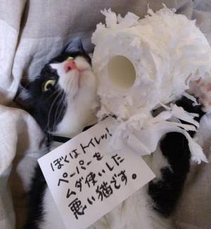 「いくら猫でもね、許されませんよ！」　猫が破壊した『大事なもの』とは？