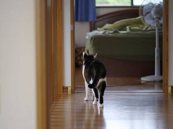 知っておくだけでも安心できる　感染した飼い主に代わりペットを預かるプロジェクト
