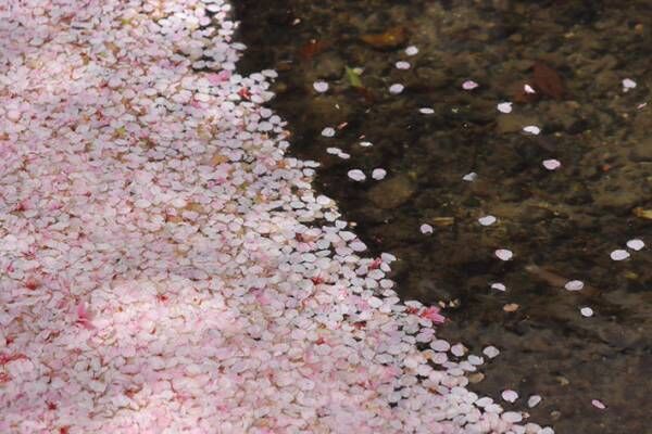 「感動しました」「とてもいい写真」　川に広がるピンクの絨毯の正体とは…