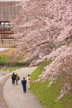 「感動しました」「とてもいい写真」　川に広がるピンクの絨毯の正体とは…