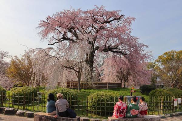 「感動しました」「とてもいい写真」　川に広がるピンクの絨毯の正体とは…