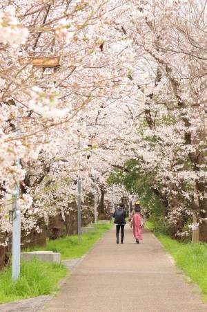 「感動しました」「とてもいい写真」　川に広がるピンクの絨毯の正体とは…