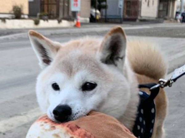 『あるモノ』を持ち歩きたがる柴犬　１９万人が吹き出した光景が、コチラ