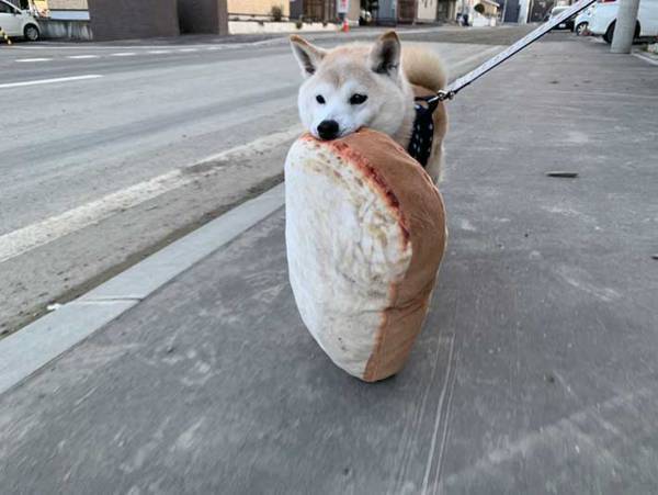 『あるモノ』を持ち歩きたがる柴犬　１９万人が吹き出した光景が、コチラ