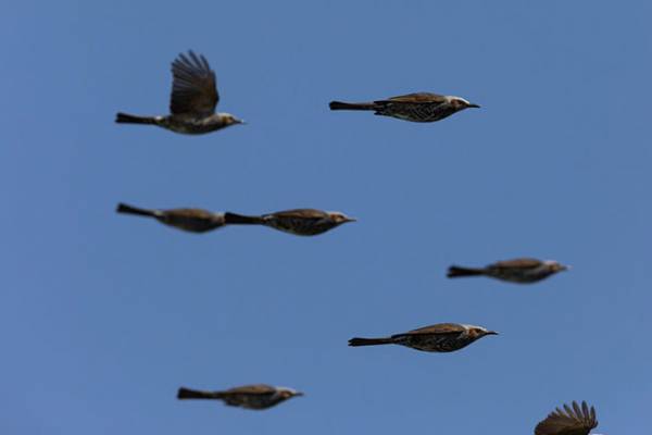 鳥の群れを撮影した写真に、４１万人が腹筋崩壊！　「吹いた」「すごい瞬間」