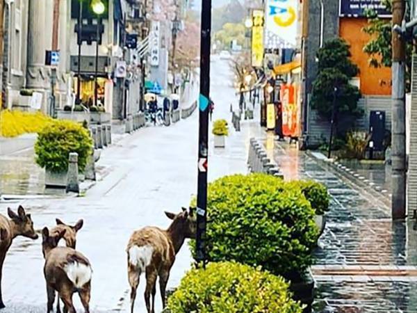 「自宅待機をなんだと思ってるんだ」　友人から送られてきた繁華街の様子に、笑撃