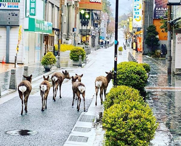 「自宅待機をなんだと思ってるんだ」　友人から送られてきた繁華街の様子に、笑撃