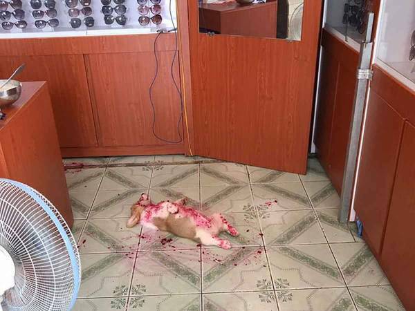 血まみれ？の犬　衝撃的なラストに「癒された」「かわいい」の声