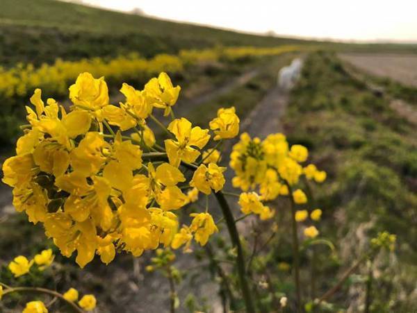 『菜の花の悲劇』に反響　オシャレな写真を撮ろうとしたら、目の前で？