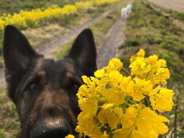 『菜の花の悲劇』に反響　オシャレな写真を撮ろうとしたら、目の前で？