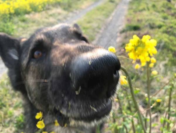 『菜の花の悲劇』に反響　オシャレな写真を撮ろうとしたら、目の前で？