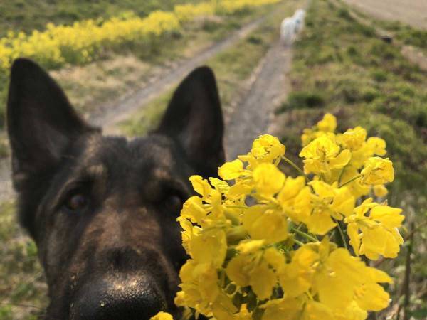 『菜の花の悲劇』に反響　オシャレな写真を撮ろうとしたら、目の前で？
