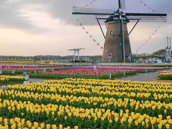 千葉県佐倉市のチューリップ約８０万本が刈り取られる　その理由に、涙…