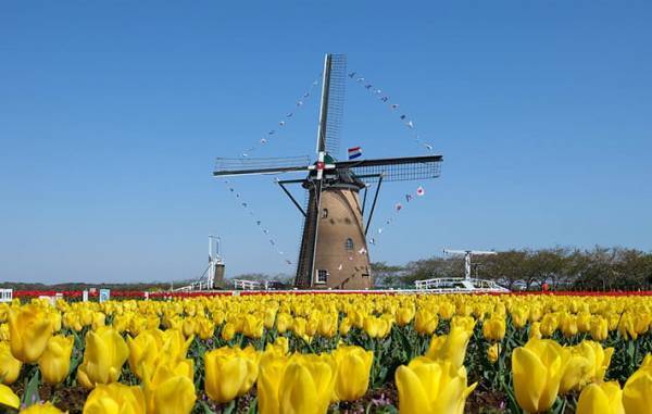 千葉県佐倉市のチューリップ約８０万本が刈り取られる　その理由に、涙…